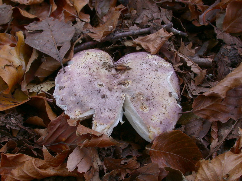 Funghi del vento e della siccit